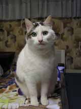 Photo chat Waldo d'aprs laquelle portrait animalier ralis